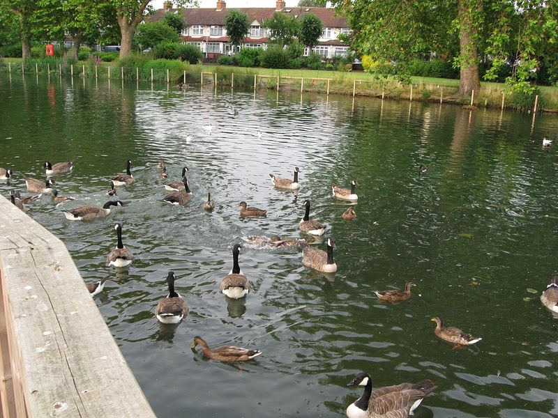 Waddon Ponds, viewed from the west bank